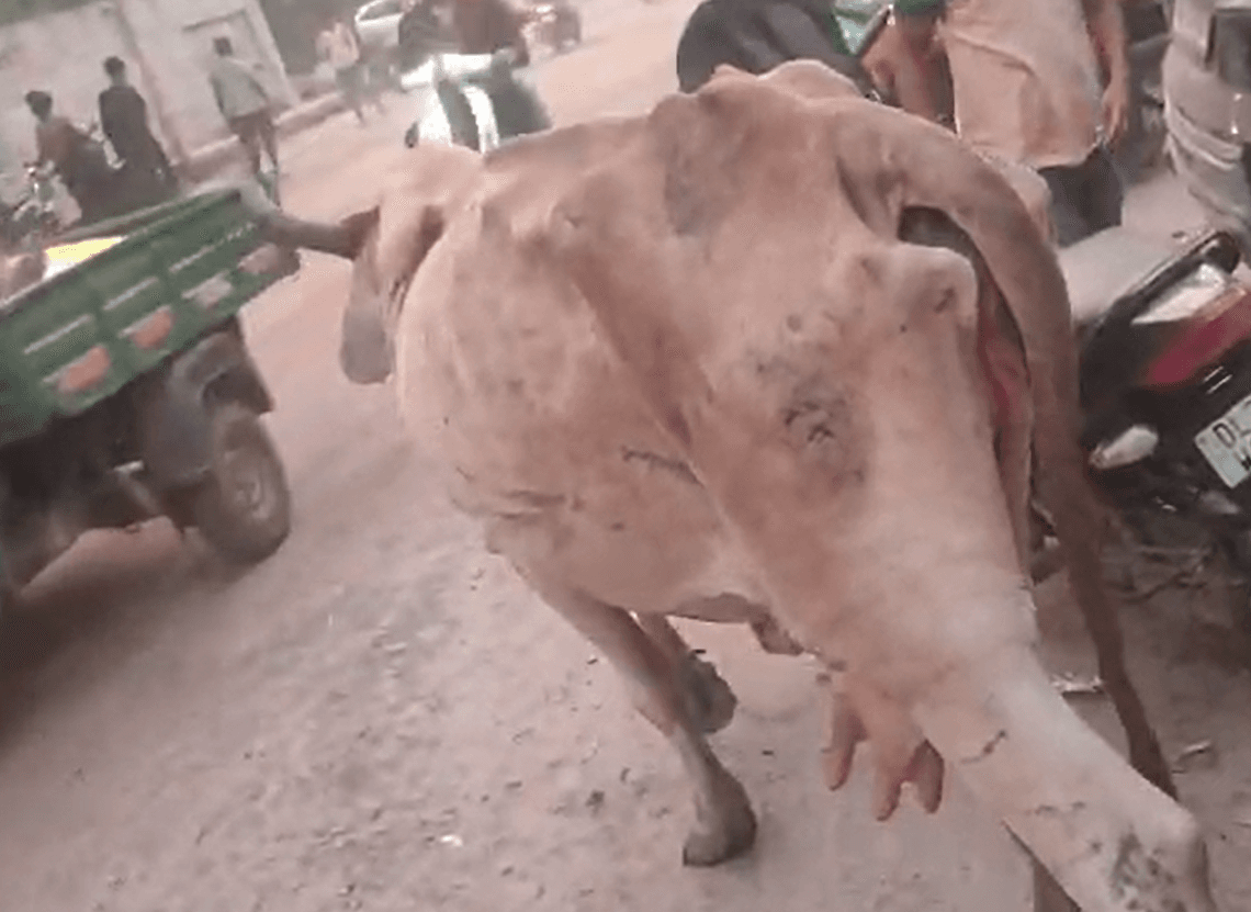Gau Mata — Severe Leg Injury