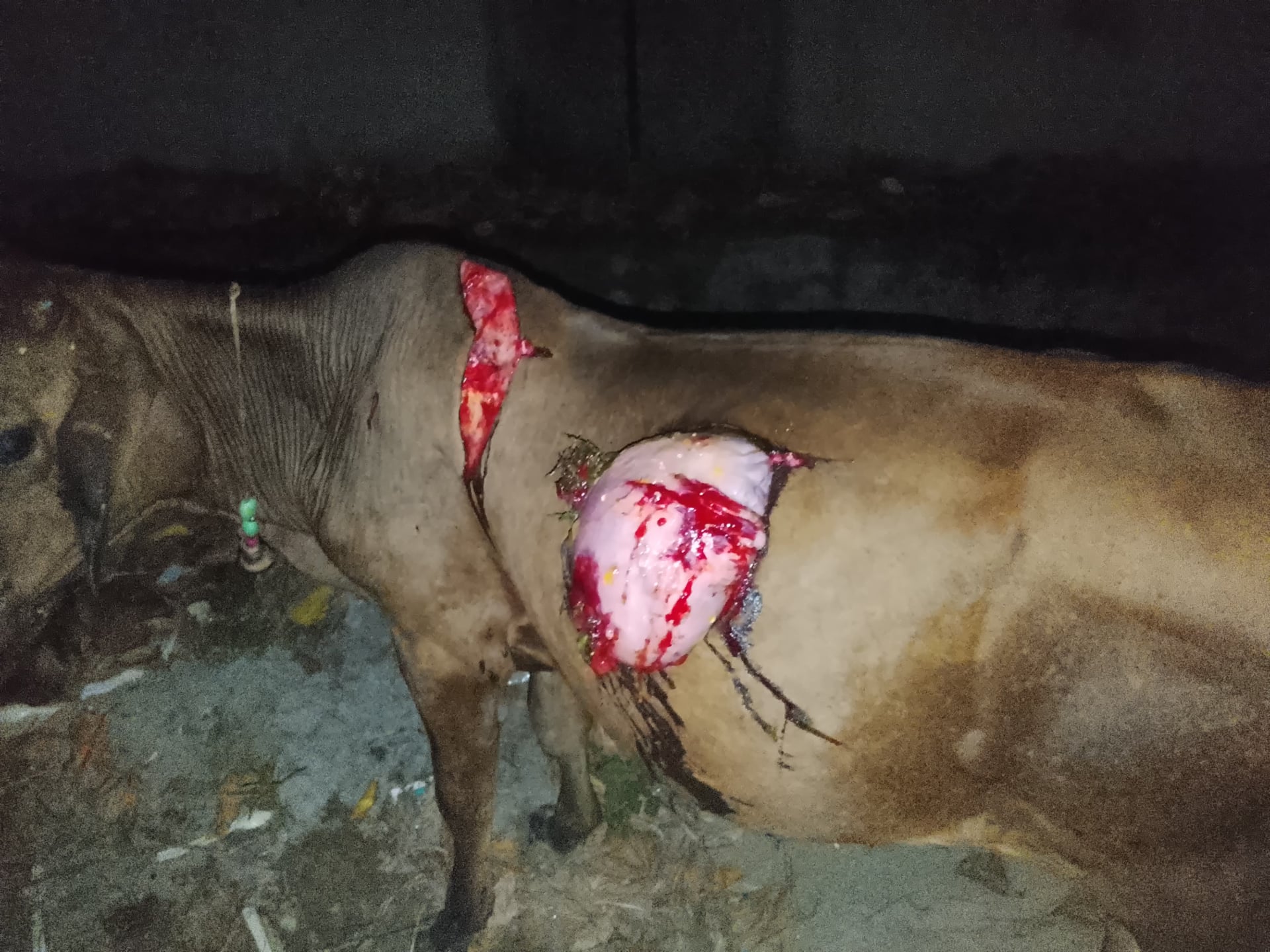 Gau Mata — Deep Open Wounds