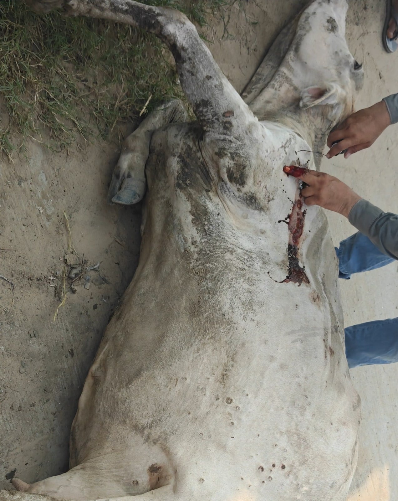 Gau Mata — Severe Leg Injury