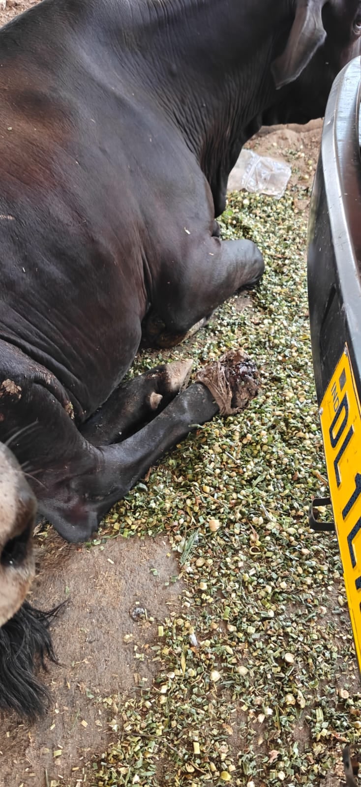 Gau Mata — Severe Prolapse
