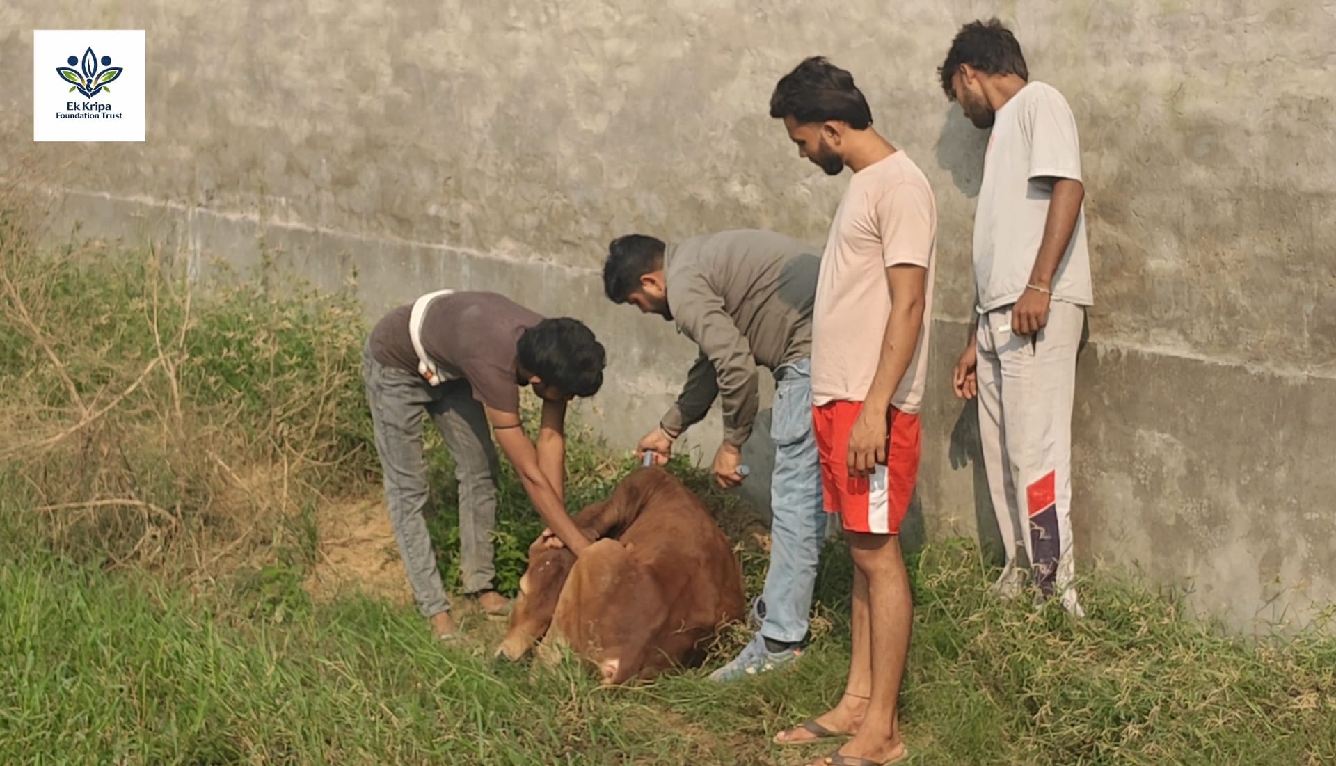 EK Kripa Foundation volunteers attending to an injured calf during Gau Seva