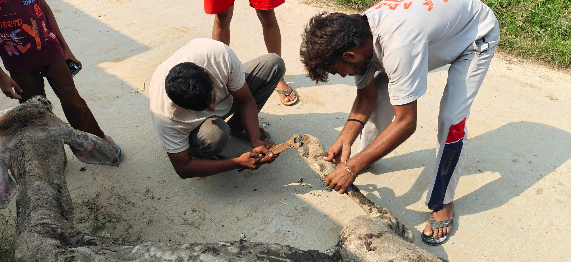 Volunteers treating the injured leg of a cow during a Gau Seva rescue
