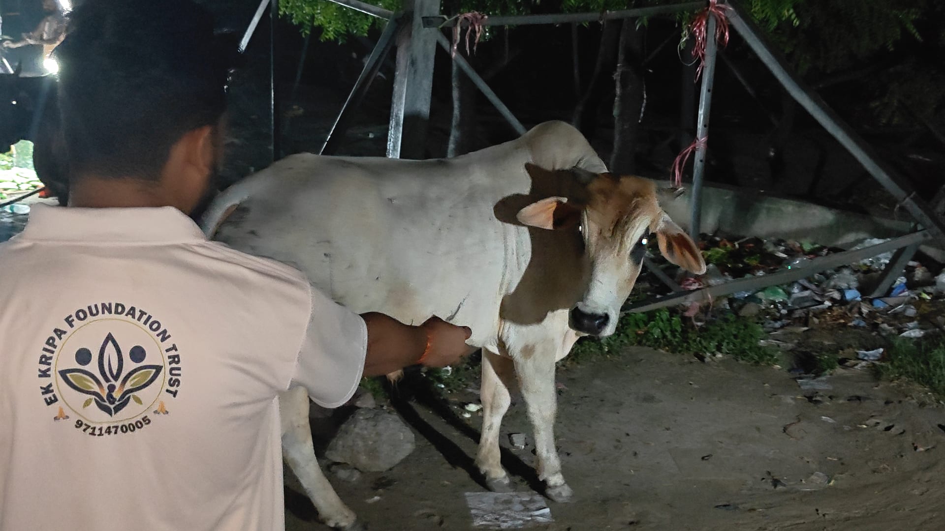An EK Kripa Foundation Trust volunteer caring for a cow at night