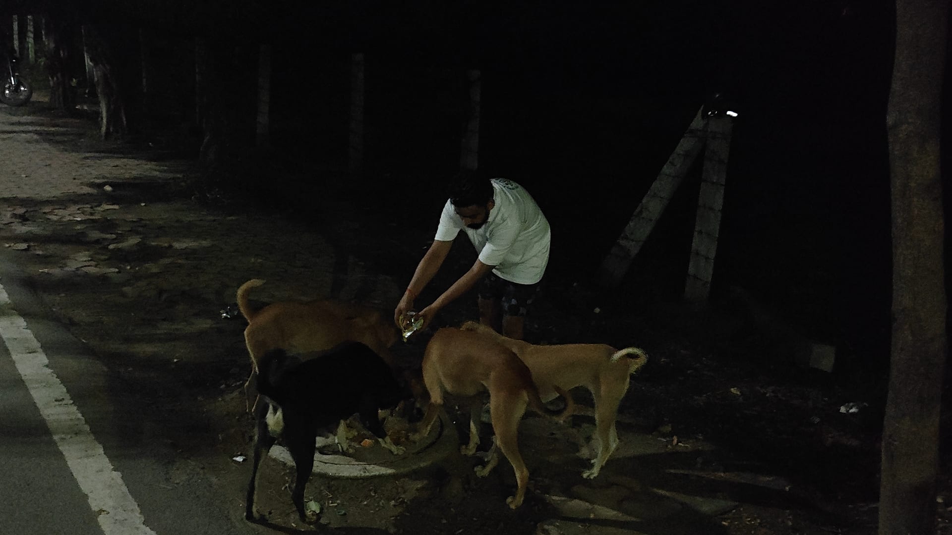 A volunteer feeding street dogs at night